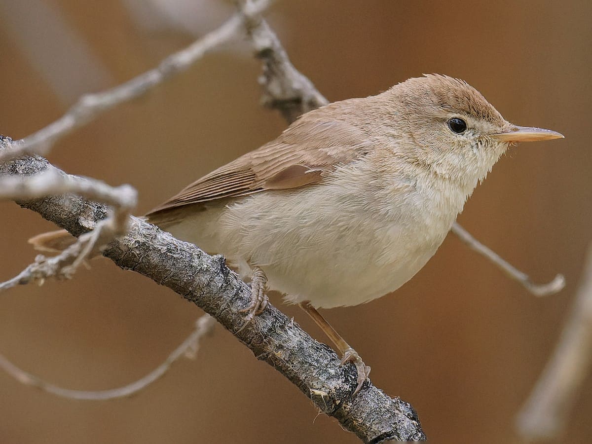 Sykes's Warbler